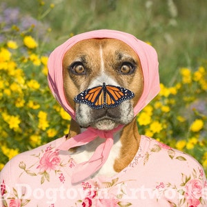 Butterfly Nose, large original photograph of boxer dog wearing flowered pink sweater with a monarch butterfly on her nose image 1