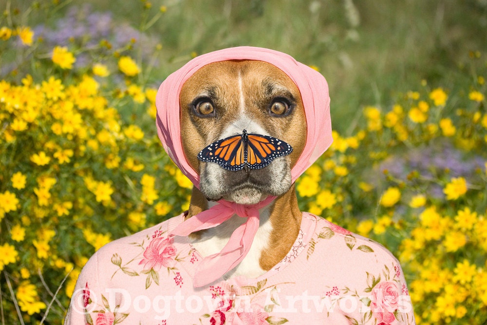 Butterfly Nose, large original photograph of boxer dog wearing flowered pink sweater with a monarch butterfly on her nose