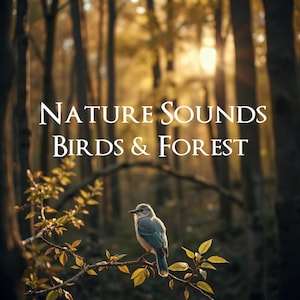Könnte beinhalten: Ein ruhiges Bild eines Vogels auf einem Ast mit gelben Blättern, vor einem verschwommenen Waldbild. Der Text "NATURE SOUNDS BIRDS & FOREST" in Weiß suggeriert eine friedliche Atmosphäre und natürliche Geräusche.