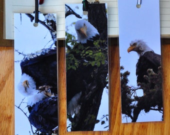 Funny Eagle Bookmark