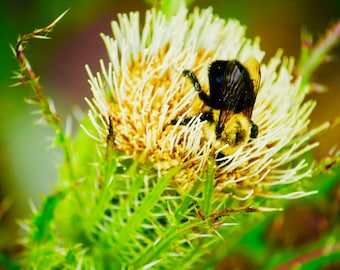 Bee Nestled in Flower 11x14 photography print