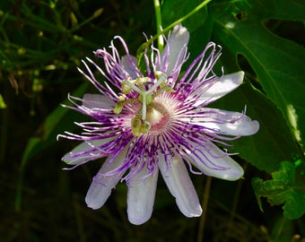 Passion flower 11x14 photo print