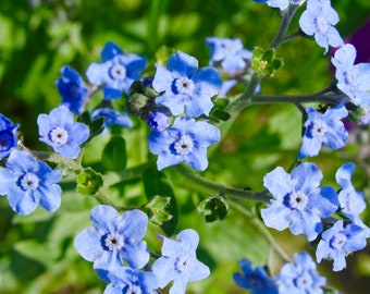 Blue Wildflowers 11x14 nature photography print