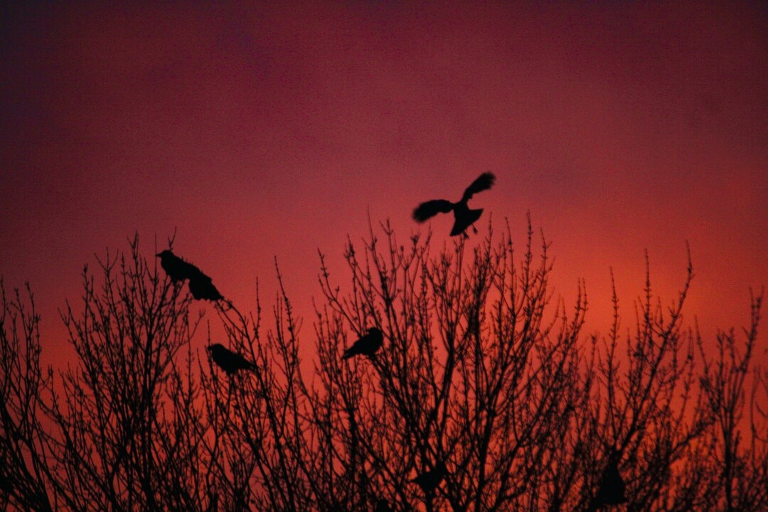 Crows at Sunset 11x14 Photography Print - Etsy