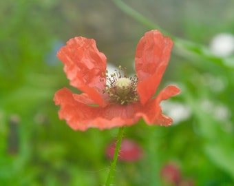 Orange wildflower 11x14 photography print