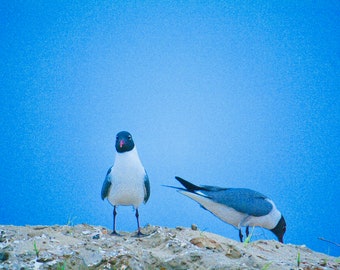 Two black-headed gulls 11x14 photography print