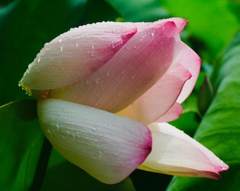 lotus flower in bloom 11x14 photography print