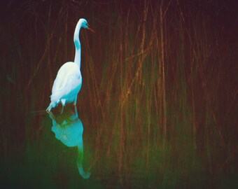 Snowy egret 11x14 photography print