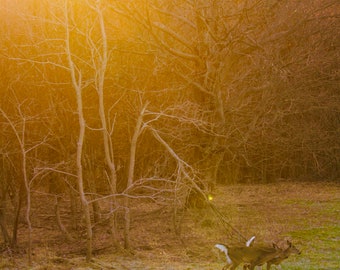 herten rennen in de bergen natuurfotografie print