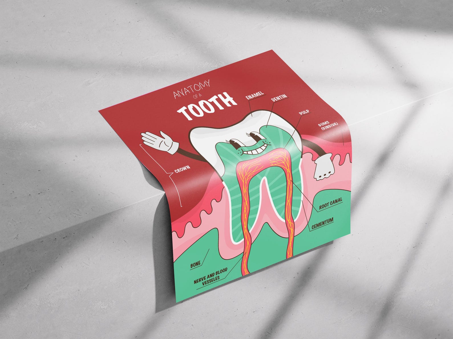 Anatomy of a Tooth Vector Poster for Dentist Eps Svg Png. Education for ...