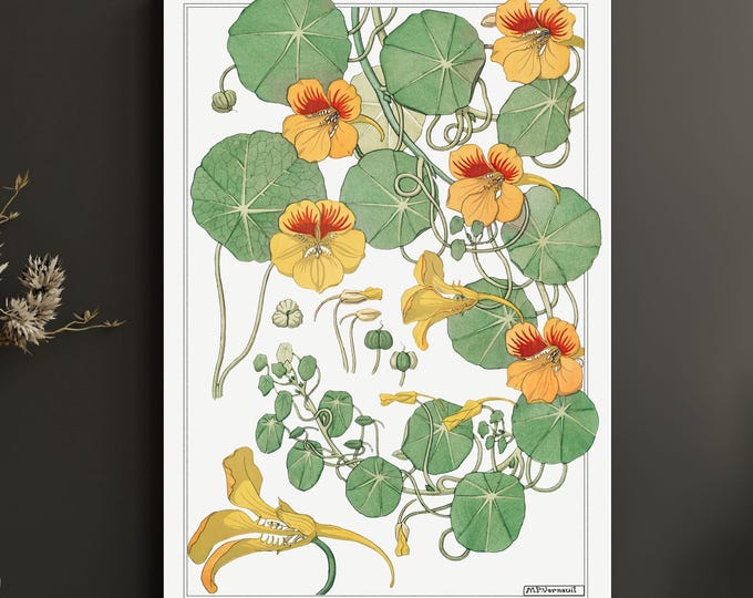 Capucine Nasturtium Canvas Wall Art – Art Nouveau Botanical Illustration Print