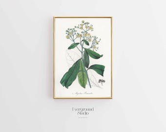 Charming Allspice Botanical Print - Digital Download (11x14)