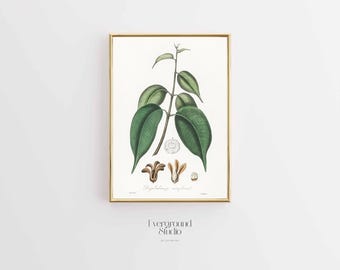 Elegant Botanical Print: Borneo Camphor | Camphor Tree Artwork | Digital Download (11x14)