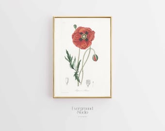 Radiant Red Poppy Botanical Print | Vibrant Papaver Rhoeas Artwork | Instant Download