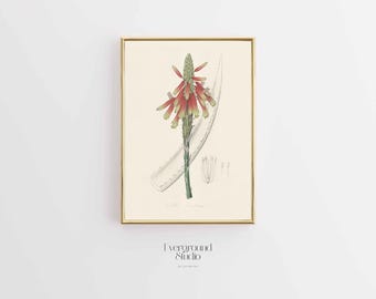 Impresión de planta de aloe / Arte vintage de suculentas / Impresión de ilustración botánica / Arte mural de flora medicinal / Descarga digital instantánea