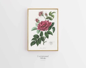 Vintage French Rose Sketch | Instant Download Artwork