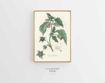 Enchanting Deadly Nightshade Art Print | Vintage Botanical Illustration | Instant Digital Download (11x14)