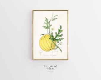 Vintage Bitter Apple Art - Rustic Botanical Print (Digital Download)