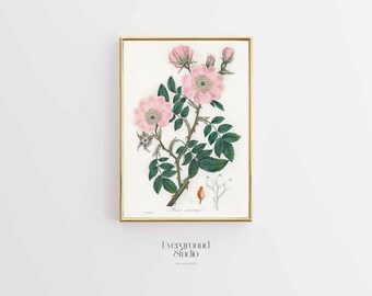 Charming Rose Botanical Art | Vintage Rosa Canina Illustration Digital Print (11x14)