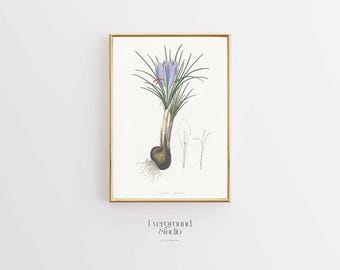 Vintage Charm: Saffron Flower Print | Delightful Botanical Illustration (Digital Download)