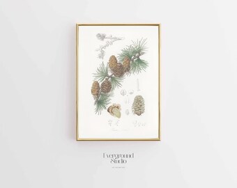 Vintage Inspired Pine Tree Design | Larch Tree Larix laricina Botanical Print | Digital Download for Nature Lovers