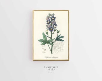 Elegant Flower Art - Delphinium Illustration - Digital Printable