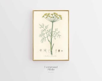 Vibrant Dill Plant Illustration | Botanical Art Print | Instant Digital Download (11x14)