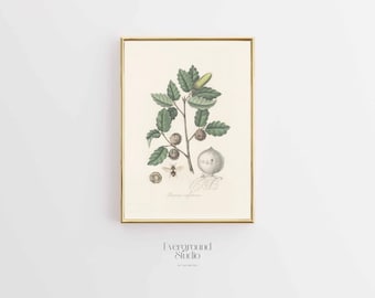 Vintage Oak Tree Print | Rustic Oak Wall Decor | Mediterranean Flora | Exotic Tree Decor | Instant Digital Download
