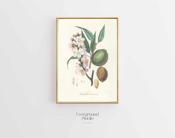 Rustic Almond Tree Illustration | Botanical Art Print | Instant Digital Download