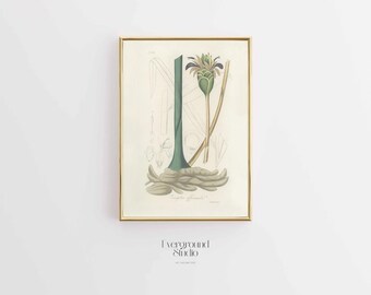 Botanical Ginger Artwork | Rustic Kitchen Wall Decoration | Vintage Herbal Printable