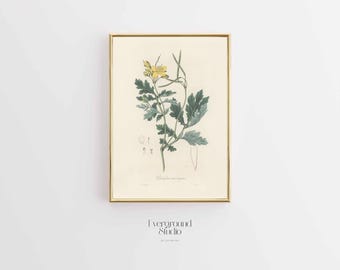 Wild Herb Medicinal Botanical Print Greater Celandine Instant Download Vintage Plant Artwork