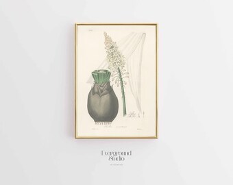 Coastal Charm: Vintage Botanical Print, Digital Download