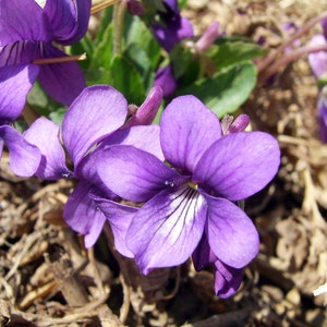 May include: Close-up of vibrant purple violet flowers with five petals and white stripes. The flowers are in full bloom, with visible details of the petals' texture. The background is a mix of brown mulch and green leaves, suggesting a garden setting.