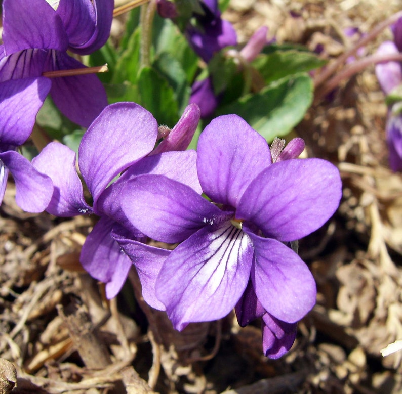 May include: Close-up of vibrant purple violet flowers with five petals and white stripes. The flowers are in full bloom, with visible details of the petals' texture. The background is a mix of brown mulch and green leaves, suggesting a garden setting.