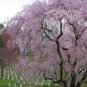 May include: A large weeping cherry tree with abundant pink blossoms stands in a cemetery. Numerous white rectangular grave markers are arranged in rows across the green grass beneath the branches. The text www.khulsey.com appears at the bottom.