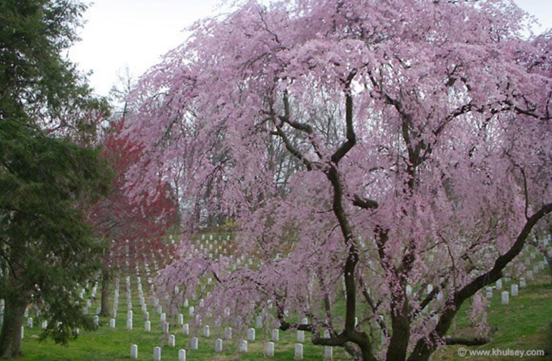May include: A large weeping cherry tree with abundant pink blossoms stands in a cemetery. Numerous white rectangular grave markers are arranged in rows across the green grass beneath the branches. The text www.khulsey.com appears at the bottom.