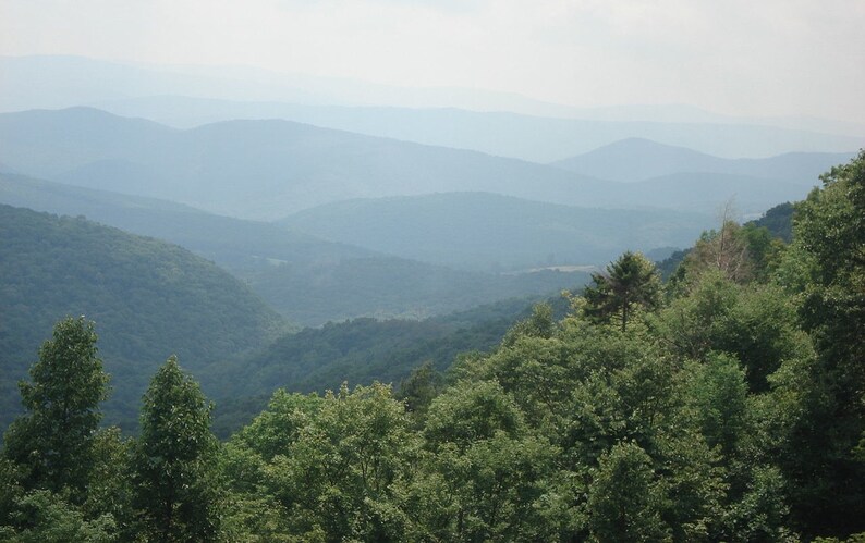 May include: A panoramic view of rolling mountain ranges fading into a hazy blue horizon, with a dense foreground of lush green deciduous trees and a single prominent evergreen conifer standing out against the layered, misty landscape.