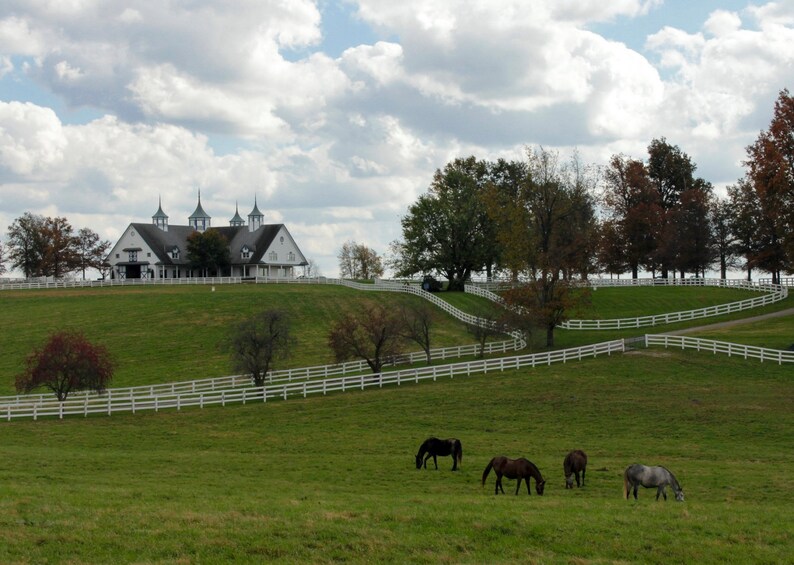 May include: A scenic landscape featuring a white barn with multiple spires atop a grassy hill. White fences wind through the green pasture where several horses graze. The sky is cloudy.
