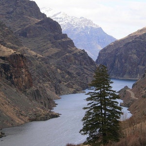 Pu&ograve; includere: Un profondo canyon fluviale con ripide scogliere rocciose marroni su entrambi i lati e un fiume blu tortuoso che scorre al centro. Un alto albero sempreverde verde scuro si erge in primo piano, mentre in lontananza appaiono montagne innevate.