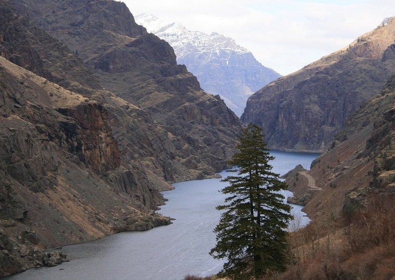 Pu&ograve; includere: Un profondo canyon fluviale con ripide scogliere rocciose marroni su entrambi i lati e un fiume blu tortuoso che scorre al centro. Un alto albero sempreverde verde scuro si erge in primo piano, mentre in lontananza appaiono montagne innevate.