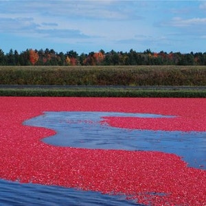 May include: A large cranberry bog with a flooded area in the center. The cranberries are floating on the water, creating a red sea.