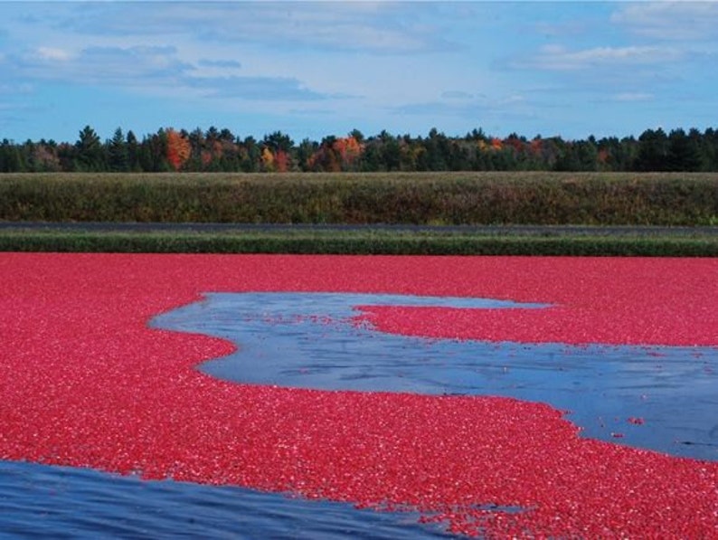 May include: A large cranberry bog with a flooded area in the center. The cranberries are floating on the water, creating a red sea.