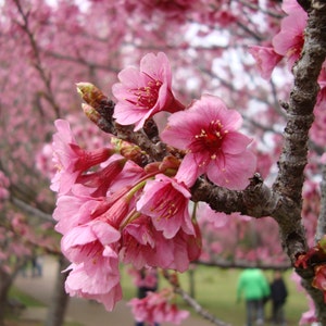 May include: A cluster of vibrant pink cherry blossoms in full bloom attached to a textured, greyish-brown tree branch. The delicate five-petaled flowers feature prominent yellow stamens at their centers, with several unopened buds visible nearby.
