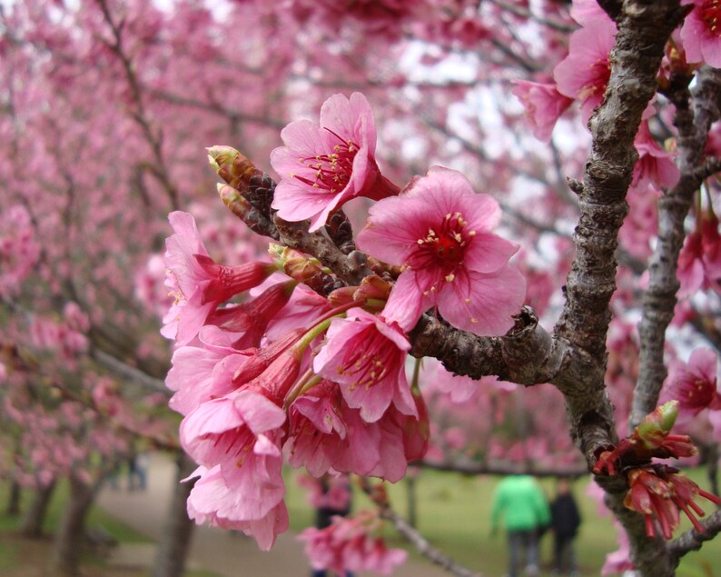 May include: A cluster of vibrant pink cherry blossoms in full bloom attached to a textured, greyish-brown tree branch. The delicate five-petaled flowers feature prominent yellow stamens at their centers, with several unopened buds visible nearby.