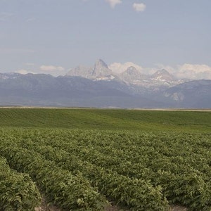 Pu&ograve; includere: Un vasto campo agricolo con file di colture verdi che si estendono verso l'orizzonte, sullo sfondo di cime montuose frastagliate e innevate sotto un cielo azzurro pallido con nuvole bianche sparse durante il giorno.
