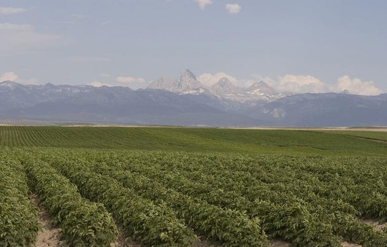 Pu&ograve; includere: Un vasto campo agricolo con file di colture verdi che si estendono verso l'orizzonte, sullo sfondo di cime montuose frastagliate e innevate sotto un cielo azzurro pallido con nuvole bianche sparse durante il giorno.