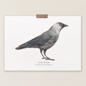 Jackdaw postcard - watercolour bird card