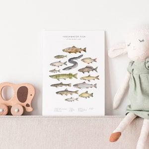 14 different fish species illustrated in watercolour arranged on a postcard with a white background.