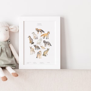 Foxes illustration postcard