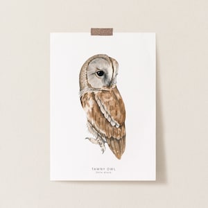 Carte postale chouette hulotte